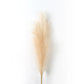 Grandes Fleurs de Pampa - 5 Tiges 120 cm Beige Fleurs-Séchées Gaya Herbes de la pampa