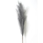 Grandes Fleurs de Pampa - 5 Tiges 120 cm Gris Fleurs-Séchées Gaya Herbes de la pampa