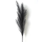 Grandes Fleurs de Pampa - 5 Tiges 120 cm Noir Fleurs-Séchées Gaya Herbes de la pampa