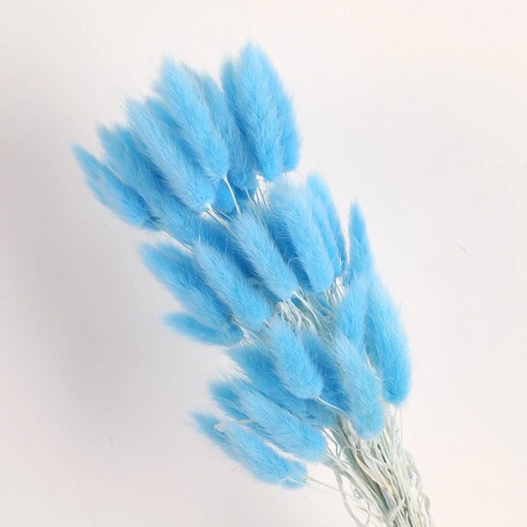 Botte de Queues de Lapin (Lagurus Ovatus) 60 Tiges Bleu Clair Maison Gaya Bottes