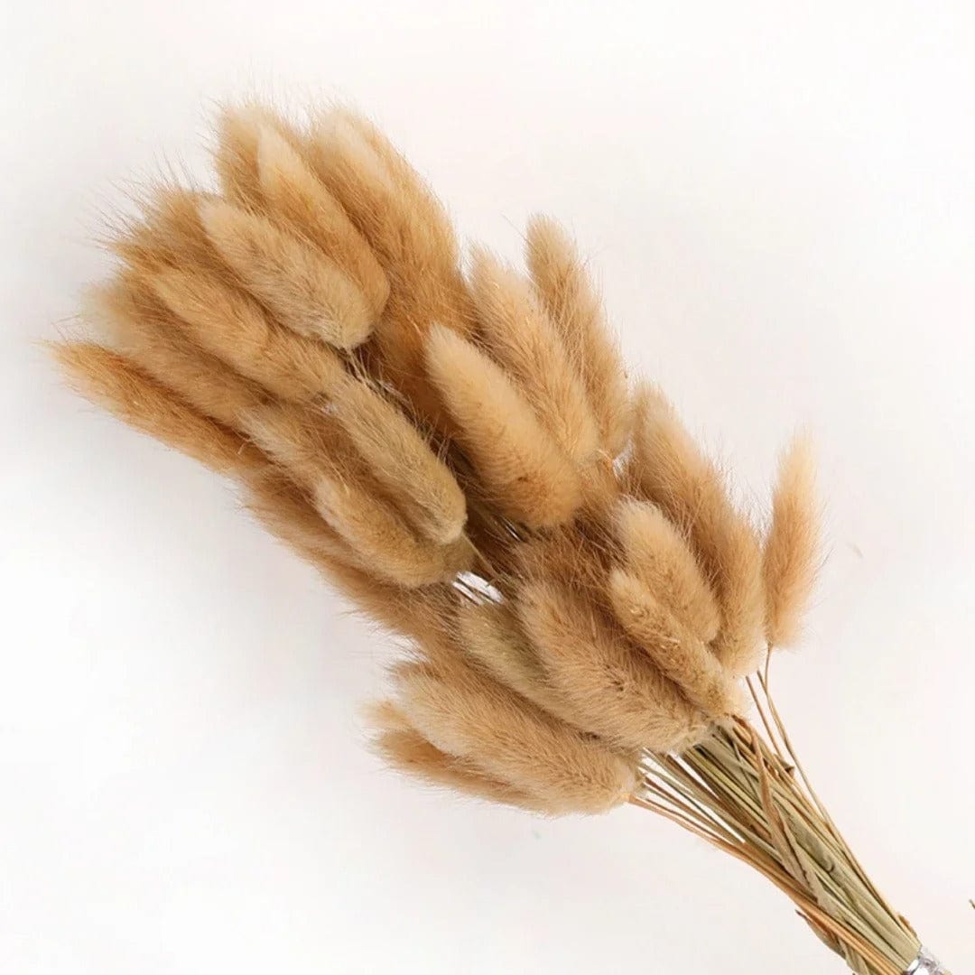 Botte de Queues de Lapin (Lagurus Ovatus) 60 Tiges Marron Naturel Maison Gaya Bottes
