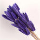 Botte de Queues de Lapin (Lagurus Ovatus) 60 Tiges Violet Maison Gaya Bottes
